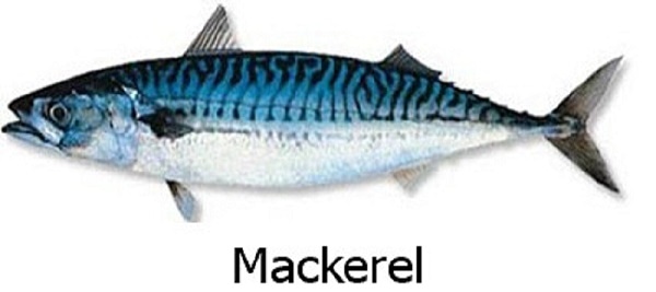 Макрель.jpg
