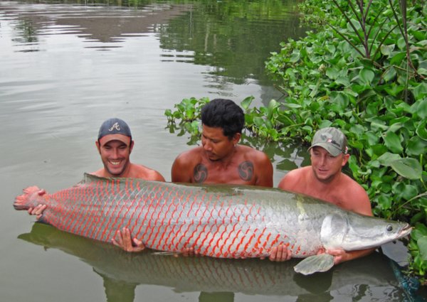 november2010_0057_arapaima_that_never_was1.jpg