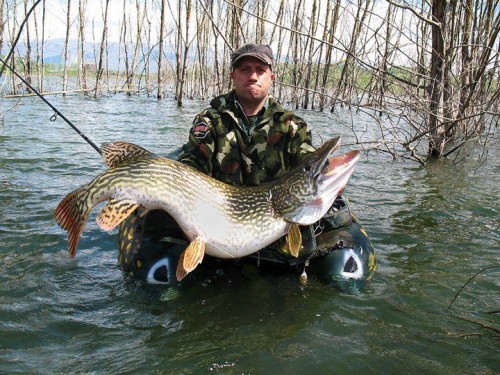 massive-24kg-pike-500x375.jpg