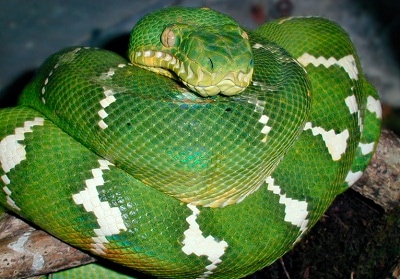 emerald-tree-boa.jpg