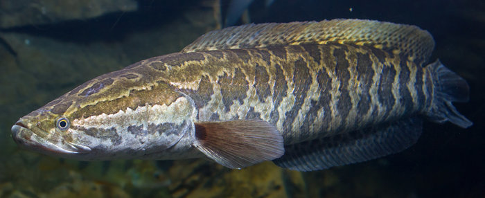 deadliest-fishes-snakehead-fish.jpg