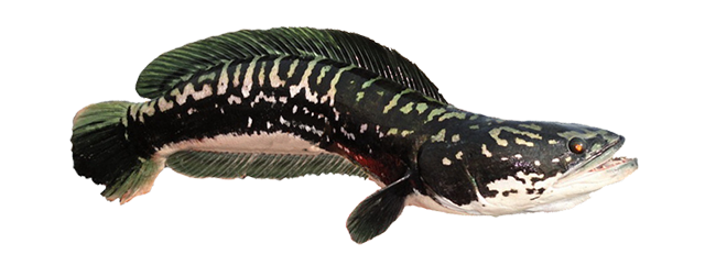 snakehead3.png